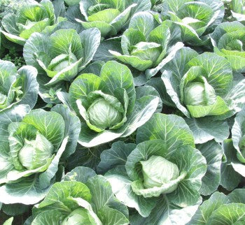 Profesionalno seme Seme kupusa Svirel F1 - Katalog semena povrća SM AgroShop