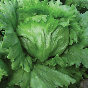 Profesionalno seme Seme salate Newduke (cele godine) - Katalog semena povrća SM AgroShop