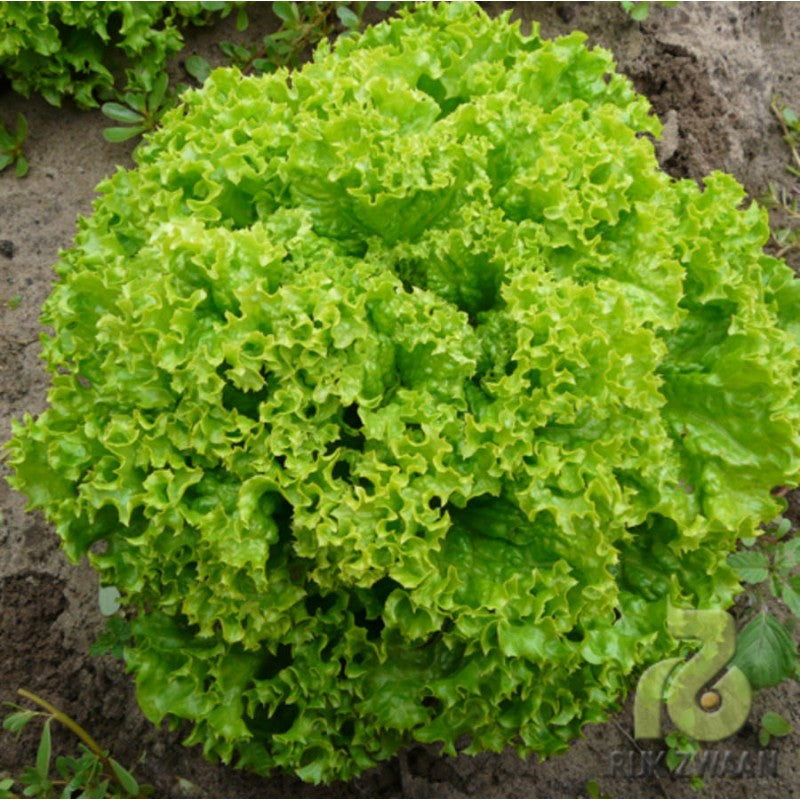 Profesionalno seme Seme salate Locarno (proleće, leto, jesen) - Katalog semena povrća SM AgroShop