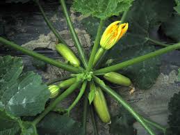 Profesionalno seme Seme tikvice Seyden F1 - Katalog semena povrća SM AgroShop - Brza dostava