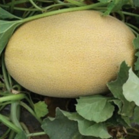 Seme Rachel F1 - Ostalo | SM AgroShop