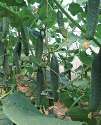 Seme Corinto F1 - Ostalo | SM AgroShop