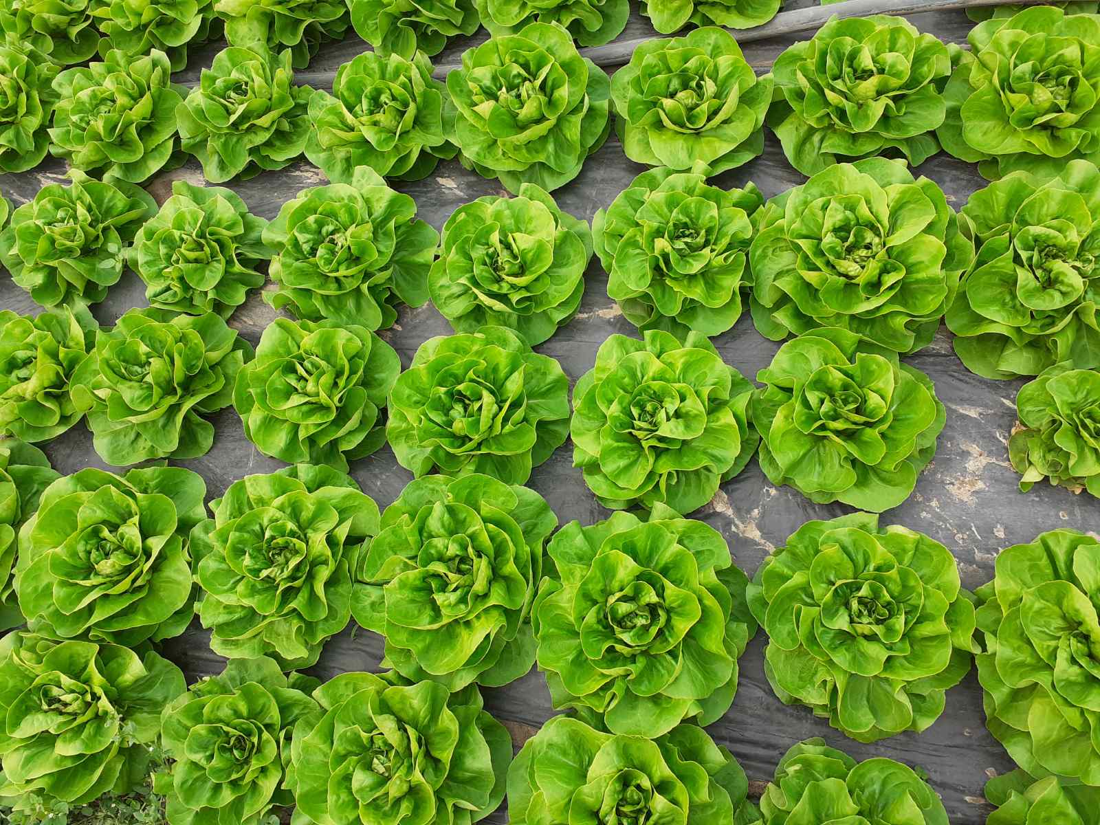 Seme Panukia (zima) - Ostalo | SM AgroShop