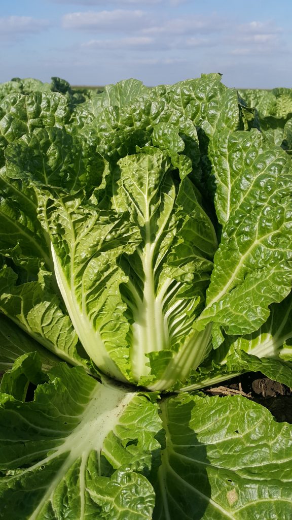 Profesionalno seme Seme kupusa Capitol F1 - Katalog semena povrća SM AgroShop - Brza dostava