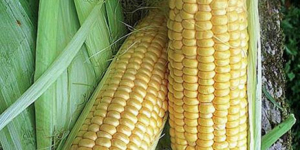 Seme Rustler F1 - Ostalo | SM AgroShop