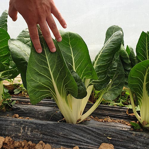 Seme Blitva Chard Agila 100g - Ostalo | SM AgroShop