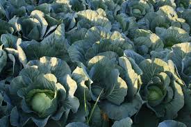 Profesionalno seme Seme kupusa Kupus Ranger (Prima Vera) F1 - Katalog semena povrća SM AgroShop - Brza dostava