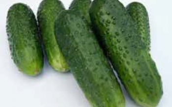 Seme Joelina F1 - Ostalo | SM AgroShop