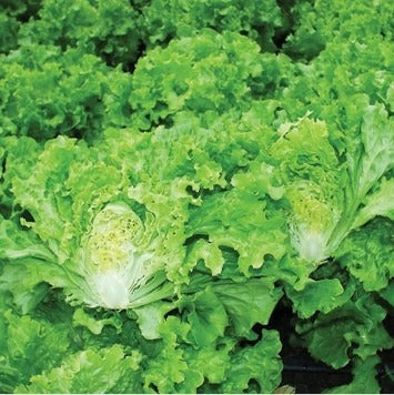 Profesionalno seme Seme salate Gondola ( zima) - Katalog semena povrća SM AgroShop