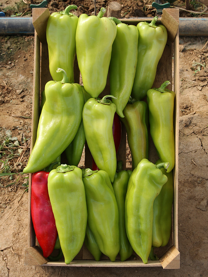 Seme SV 0102PP F1 - Ostalo | SM AgroShop