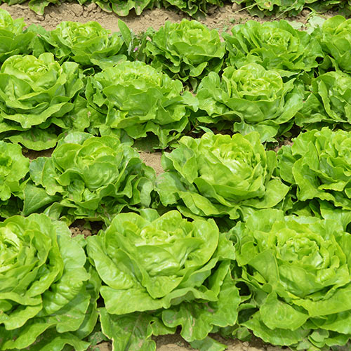 Profesionalno seme Seme salate Arleti (proleće, jesen) - Katalog semena povrća SM AgroShop