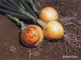 Profesionalno seme Seme luka Saratoga - Katalog semena povrća SM AgroShop