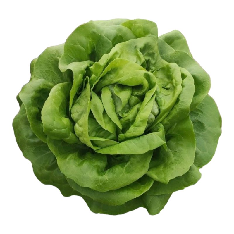 Profesionalno seme Seme salate Belafore (zima) - Katalog semena povrća SM AgroShop