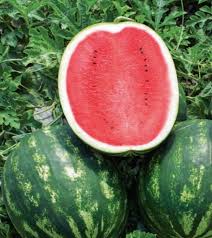 Seme Miracle F1 - Ostalo | SM AgroShop