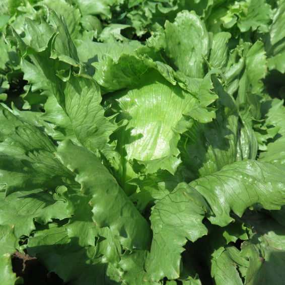 Seme Ice pop NOVO - Ostalo | SM AgroShop