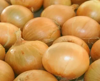 Profesionalno seme Seme luka Radar F1 - Katalog semena povrća SM AgroShop