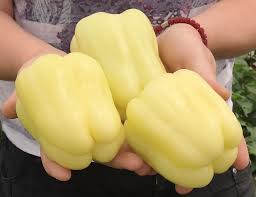 Seme KG 2032 F1 - Ostalo | SM AgroShop