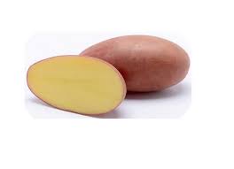 Seme Sanibel 25/1 kg - Ostalo | SM AgroShop