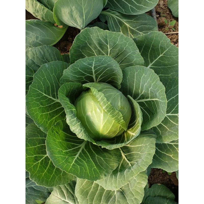 Profesionalno seme Seme kupusa Zarissima F1 - Katalog semena povrća SM AgroShop