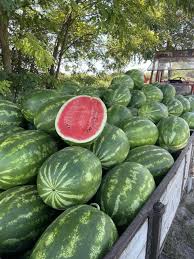 Seme Hercules F1 - Ostalo | SM AgroShop