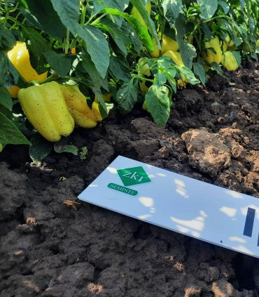 Seme Ipon F1 - Ostalo | SM AgroShop