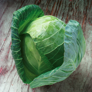 Profesionalno seme Seme kupusa Gregorian F1 - Katalog semena povrća SM AgroShop