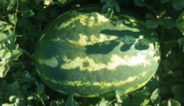 Prodaja 44001 F1 - Cena semena Ostalo | SM AgroShop