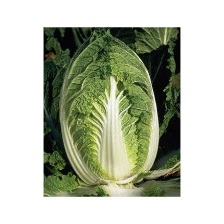 Profesionalno seme Seme kupusa Yuki F1 - Katalog semena povrća SM AgroShop