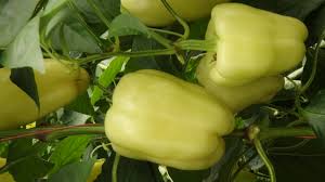 Profesionalno seme Seme paprike Lisenka F1 - Katalog semena povrća SM AgroShop