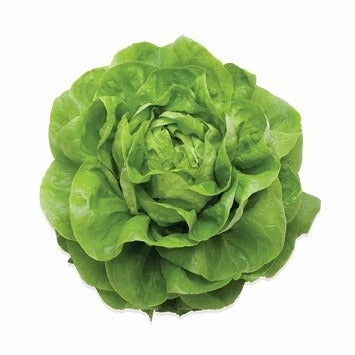 Profesionalno seme Seme salate Julian ex Tizian ( leto) - Katalog semena povrća SM AgroShop