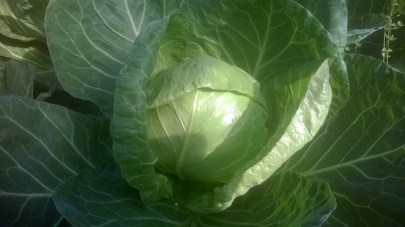 Seme Globus F1 - Ostalo | SM AgroShop