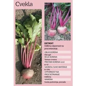 Seme Detroit (Clause) - Ostalo | SM AgroShop