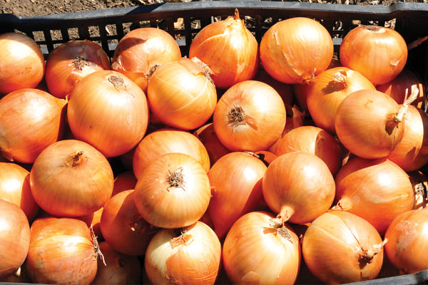 Seme Bonus F1 - Ostalo | SM AgroShop