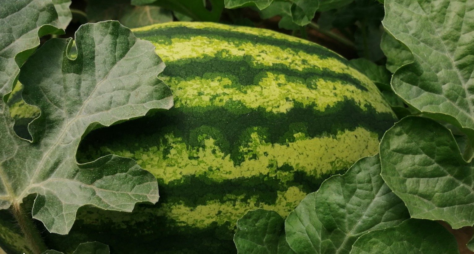 Seme Tombola F1 - Ostalo | SM AgroShop