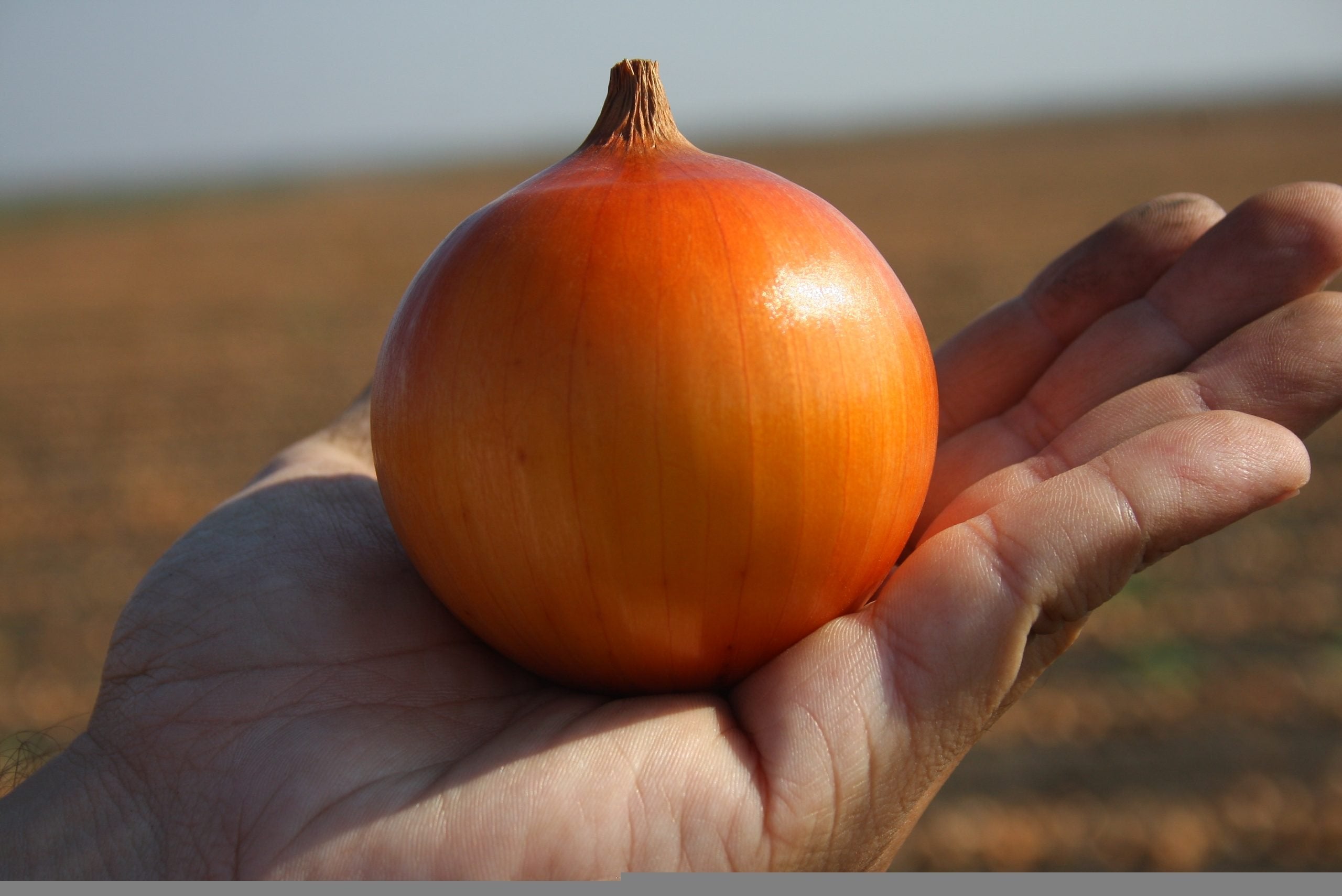 Seme Campero F1 - Ostalo | SM AgroShop