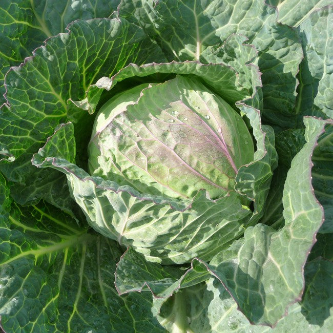 Profesionalno seme Seme kupusa Tundra F1 - Katalog semena povrća SM AgroShop