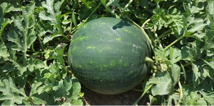 Seme Mirza F1 - Ostalo | SM AgroShop