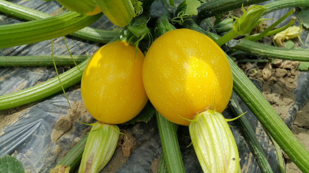 Profesionalno seme Seme tikvice Floridor F1 - Katalog semena povrća SM AgroShop