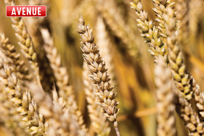 Seme Avenua 25kg - Ostalo | SM AgroShop