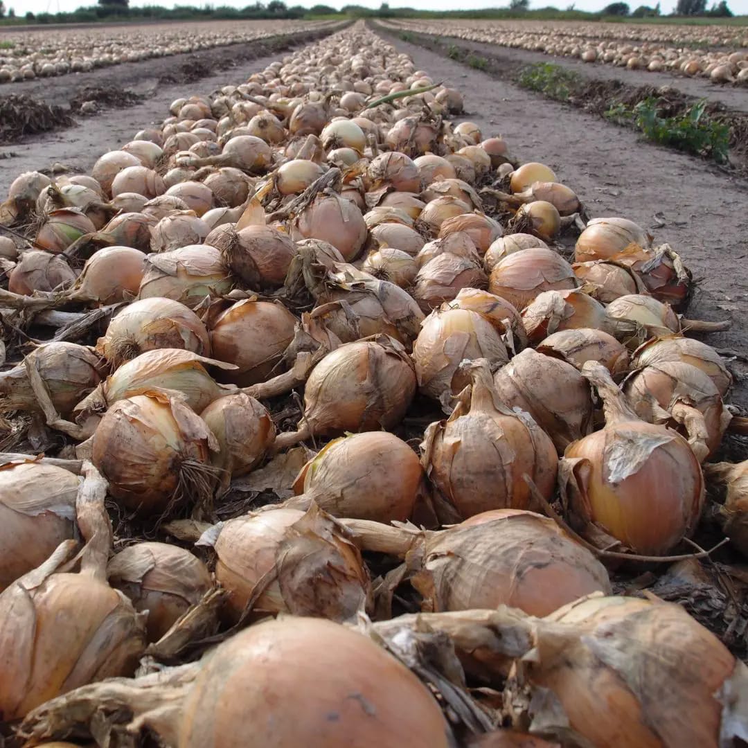 Seme Meranto F1 250.000s - Ostalo | SM AgroShop