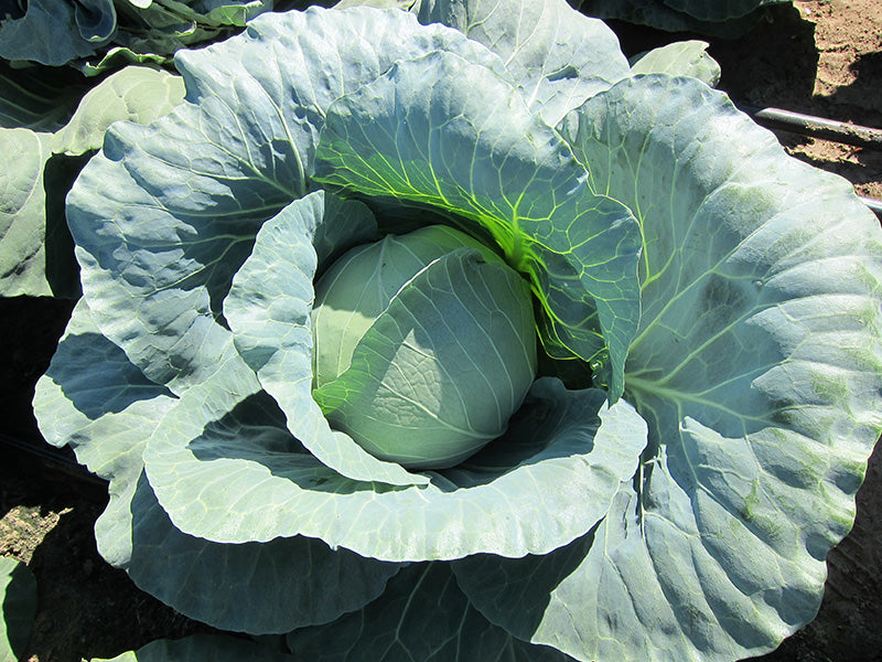 Profesionalno seme Seme kupusa Bucharest F1 - Katalog semena povrća SM AgroShop