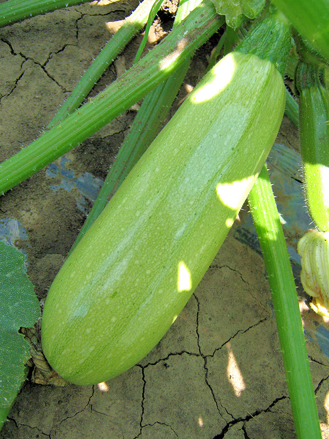 Profesionalno seme Seme tikvice Amjad F1 - Katalog semena povrća SM AgroShop