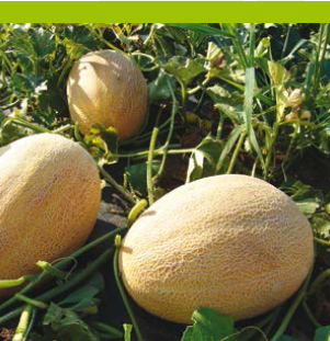 Seme Rina F1 - Ostalo | SM AgroShop