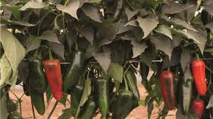 Profesionalno seme Seme paprike Rioverde F1 - Katalog semena povrća SM AgroShop