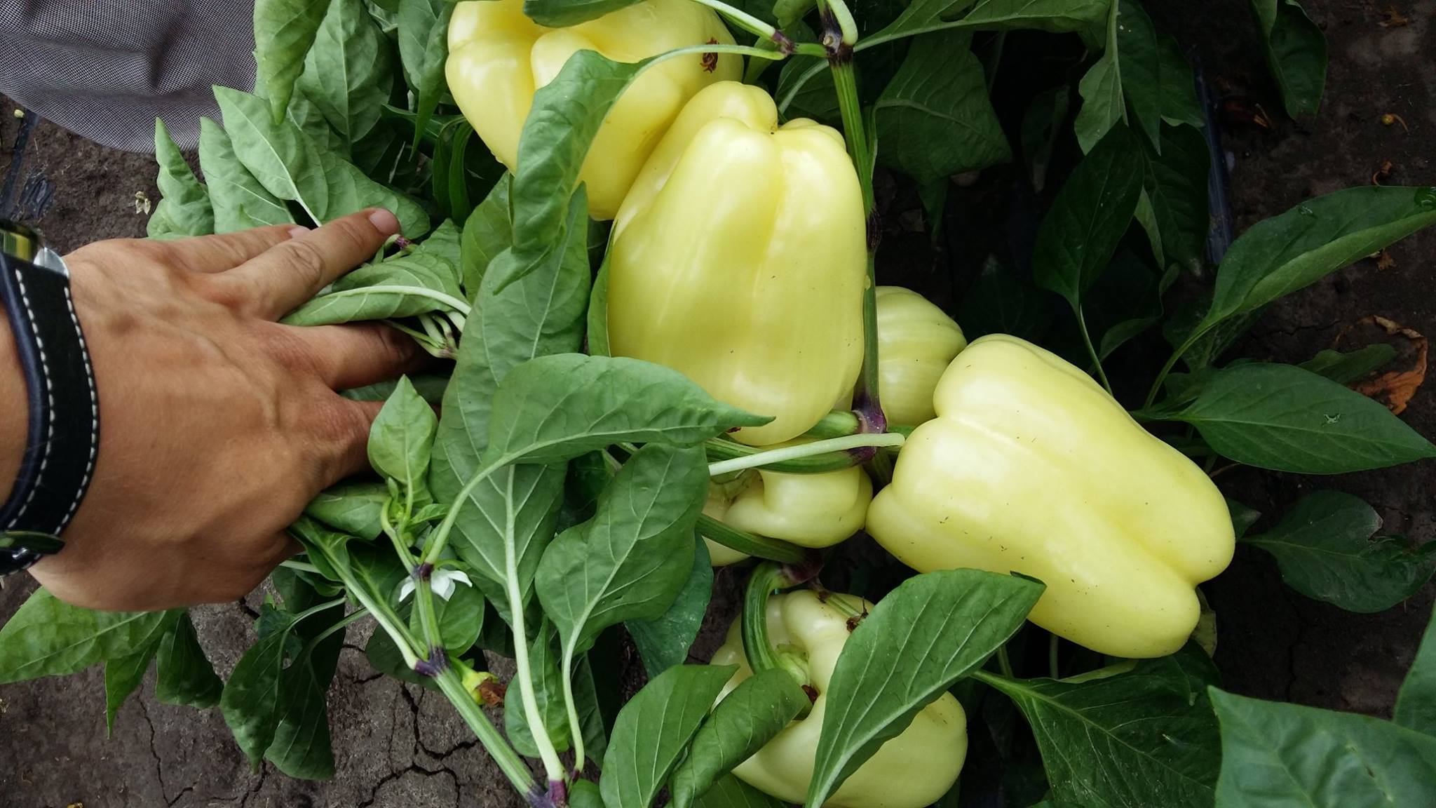 Seme Enix F1 - Ostalo | SM AgroShop