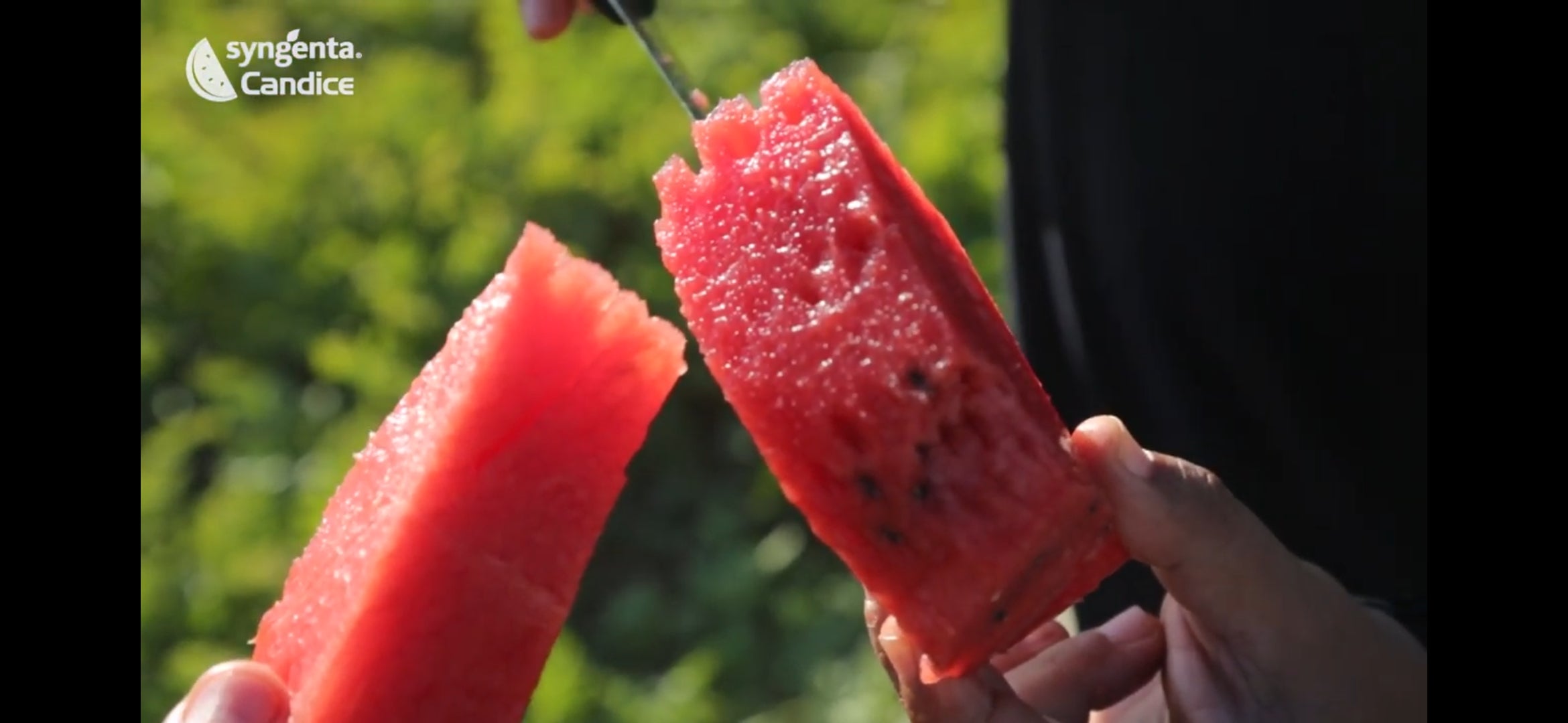 Seme Candice F1 NOVO! - Ostalo | SM AgroShop