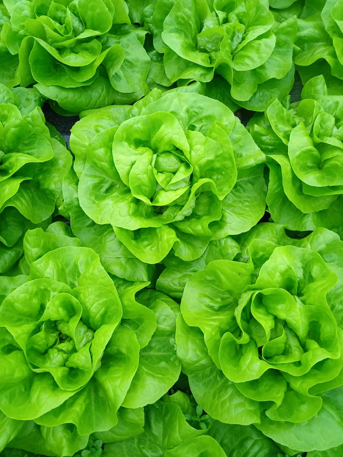 Seme Aletta (zima) - Ostalo | SM AgroShop