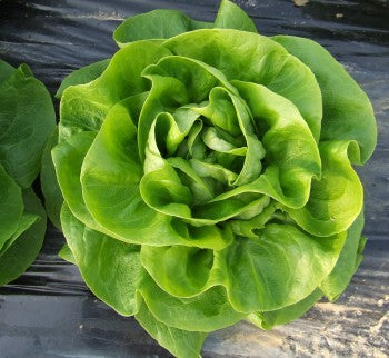 Profesionalno seme Seme salate Mafalda (proleće) - Katalog semena povrća SM AgroShop