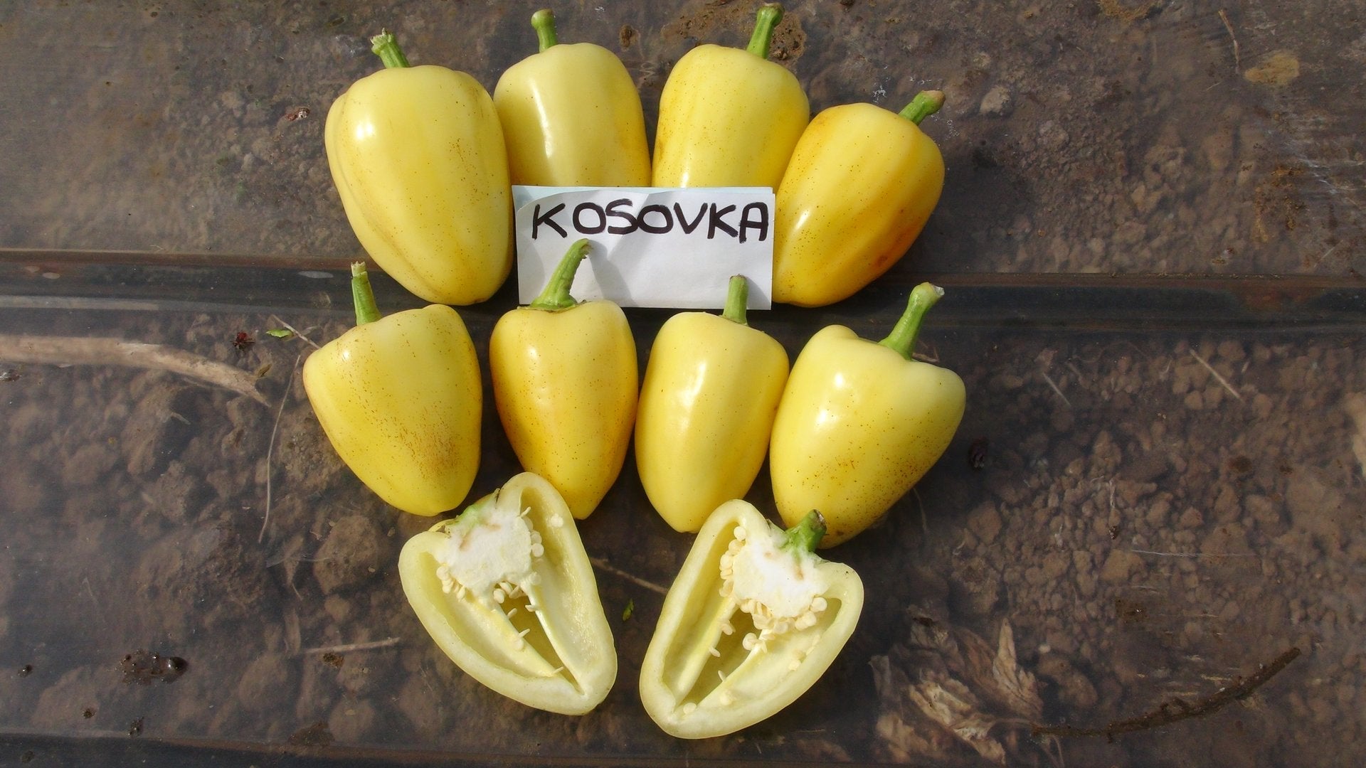 Profesionalno seme Seme paprike Kosovka F1 - Katalog semena povrća SM AgroShop