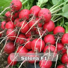 Prodaja Selena F1 - Cena semena Ostalo | SM AgroShop